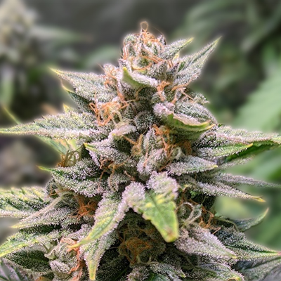Everything You Need to Know About Cannabis Seeds New Brunswick Everything You Need to Know About Cannabis Seeds New Brunswick
