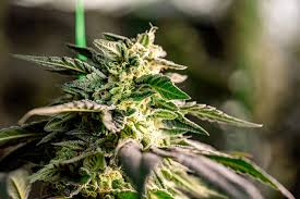 Everything You Need to Know About Cannabis Seeds New Brunswick Everything You Need to Know About Cannabis Seeds New Brunswick