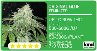 Everything You Need to Know About Cannabis Seeds New Brunswick Everything You Need to Know About Cannabis Seeds New Brunswick